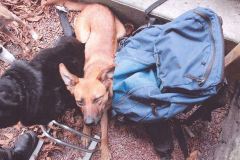 Les chiens toujours près des maîtres et du sac !