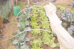 Les salades du jardin de Dany