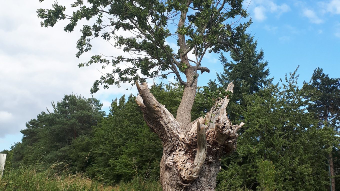 Photo d'un arbre qui a poussé dans la souche d'un autre chêne